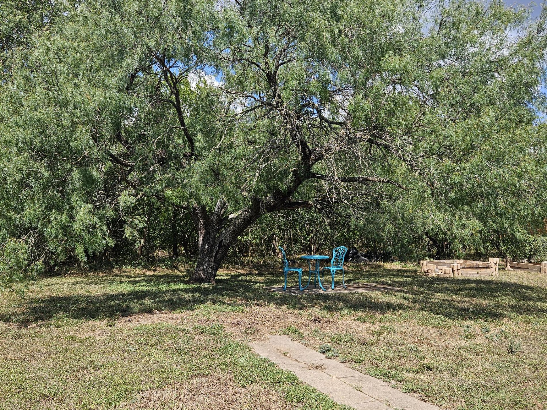 beautiful mesquite tree in backyard